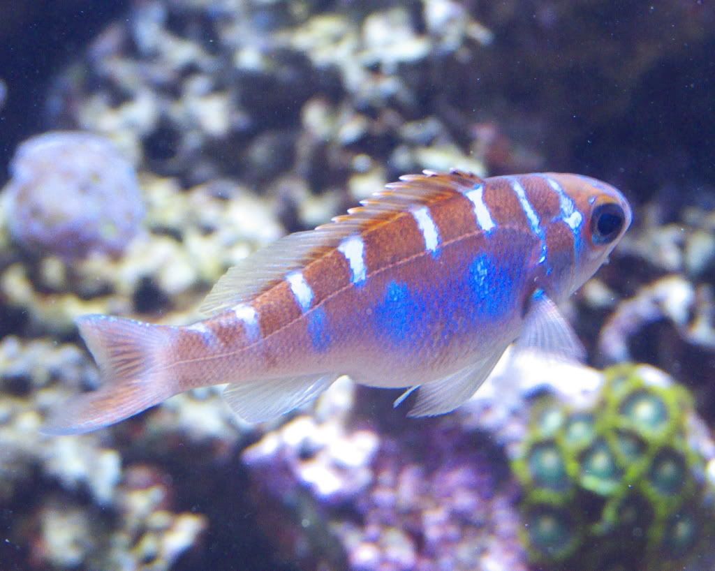 brazilian Chalk Basslet Reef Central Online Community